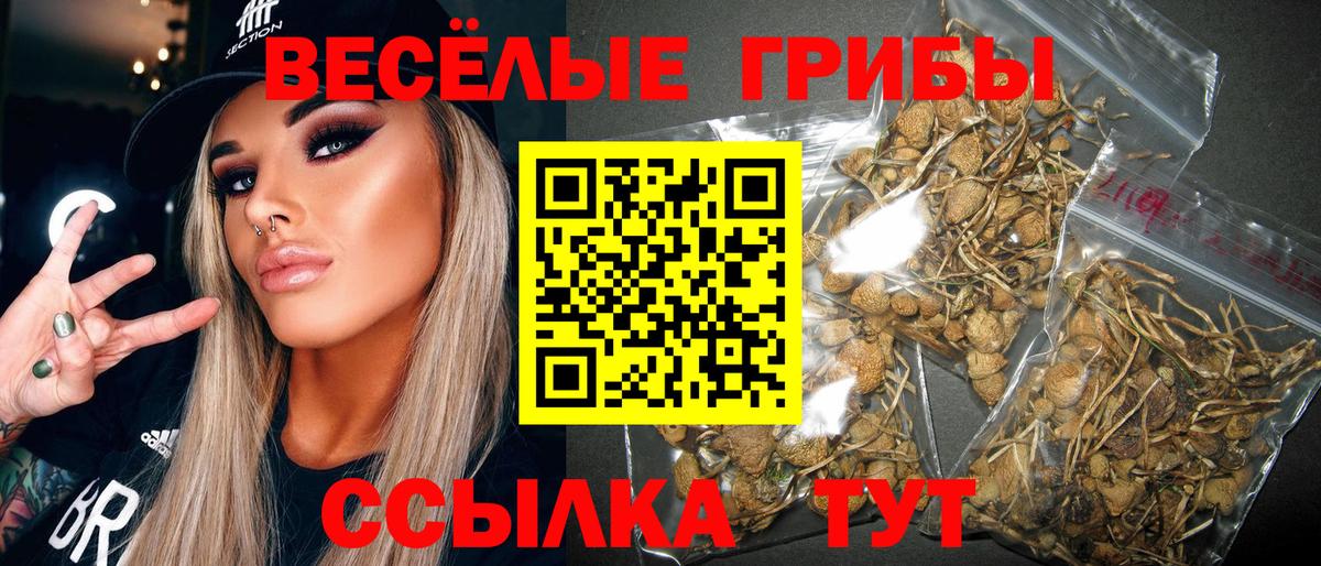 Мценск  Псилоцибиновые грибы MAGIC MUSHROOMS  Псилоцибиновые грибы GOLDEN TEACHER  Вход с VPN 